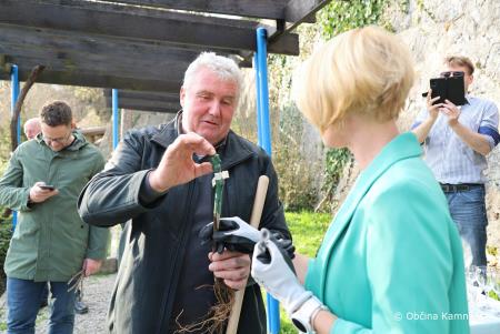 Rez kamniške potomke najstarejše vinske trte (9)